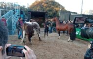 Ingresaron los primeros animales a la Expo Rural