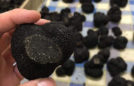 Trufas: “diamantes negros” made in Argentina