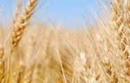No hay cambios en la comercialización del trigo argentino