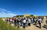 Nidera Semillas presentó su Campo Líder de Trigo en el Sudeste