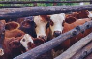 Cómo reducir el estrés y sus consecuencias en el ganado