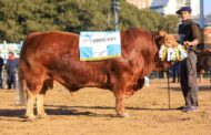 Un toro argentino, se coronó como el segundo Limousin del mundo y el mejor de Sudamérica