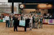 La genética Angus brilló en la pista Indoor con la elección de las Campeonas Negras y Coloradas