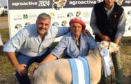 Embanderados en lana y carne, los ovinos revolucionan AgroActiva en Armstrong