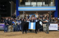 La Gran Campeón Hembra Negra fue para La Alianza y la Colorada para La Rubeta