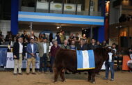 El Supremo Gran Campeón Angus fue para Quequén Sur y la Suprema Gran Campeona para La Alianza