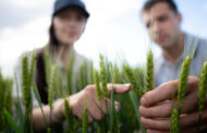 Stoller propone empezar bien desde la semilla: Nutrimins, el bioestimulante clave para una implantación vigorosa del trigo