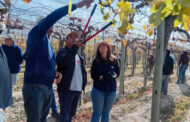 El RENATRE realizó una capacitación en poda de vid para trabajadores rurales de Mendoza