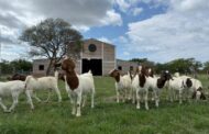 Expo otoño Boer: la muestra caprina que enciende la pasión