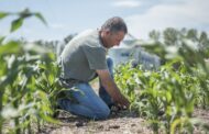 El maíz siempre es una oportunidad: recupera terreno y aspira a crecer un 18%
