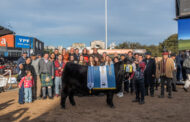 GRAN CAMPEON ABERDEEN ANGUS