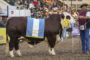 GRAN CAMPEON MACHO FRISONA