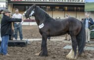 Gypsy Vanner, belleza y docilidad en una raza equina única en el Mercosur
