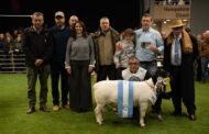 GRAN CAMPEON MACHO DORPER BLACK