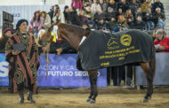 GRAN CAMPEON MACHO POLO