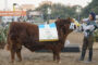 CAMPEON MACHO RED SIMMENTAL