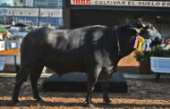 CAMPEON MACHO MEDITERRANEA