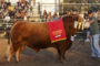 CAMPEON MACHO SIMMENTAL