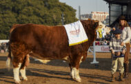 CAMPEON MACHO SIMMENTAL