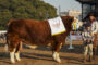 CAMPEON MACHO RED SIMMENTAL
