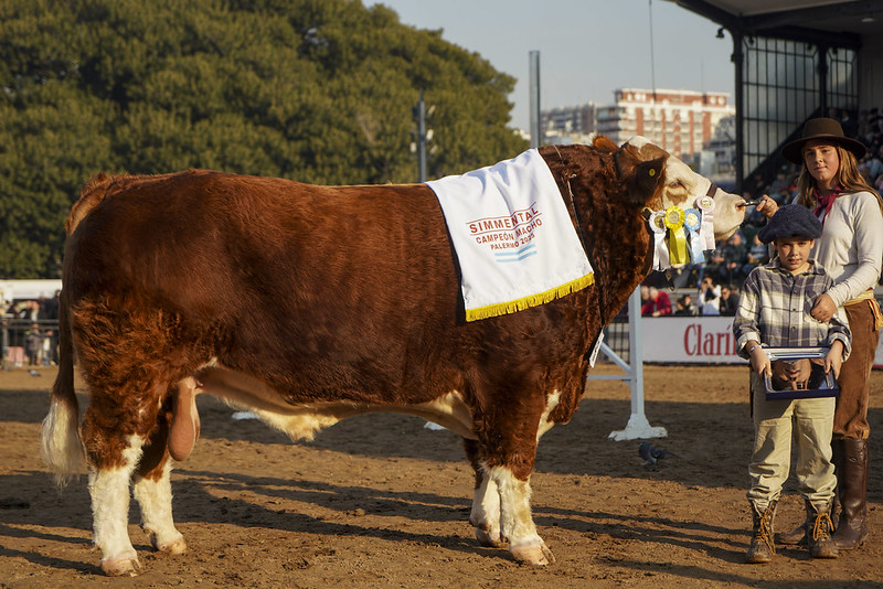 CAMPEON MACHO SIMMENTAL | Informe Rural