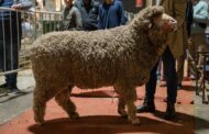 Una cabaña centenaria trajo sus ovinos merinos a la Expo Rural