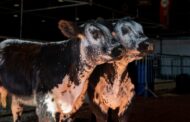 Expectativa por una nueva raza bovina que entusiasma a los productores ganaderos
