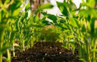 BASF presenta un dispersante biodegradable orientado a fitosanitarios