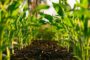 Compo Expert revoluciona los cultivos intensivos con biotecnología y nutrición de precisión