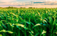 MAÍZ ARGENTINO: UNA OPORTUNIDAD ÚNICA PARA CRECER CON EFICIENCIA Y MENOR HUELLA DE CARBONO