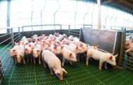 Argentina marcó un récord histórico en faena y producción de carne porcina en los primeros 8 meses del año