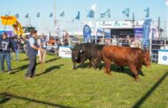Arandú, La Angelita, La Pastoriza y La Rubeta se consagraron con lotes ganadores