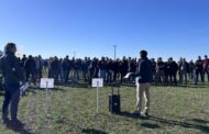 Crucíferas resistentes: el dolor de cabeza en los lotes bonaerenses