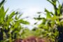 EL PULSO DEL AGRO: SUBAS Y BAJAS DE LA ACTIVIDAD