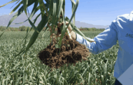 Nanotecnología en la nutrición foliar: Ako Agro sorprendió en Expo Innova Cuyo