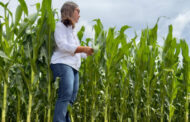 Última llamada para el maíz:  la siembra tardía