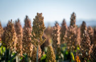El sorgo, aliado de la producción porcina: demuestran que su inclusión maximiza la rentabilidad