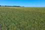 Cosecha récord, márgenes asimétricos e inversión privada: El panorama económico 2026 para el agro