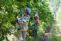 Negocios ganaderos con volumen federal en alza