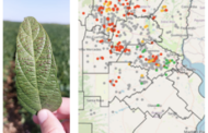 Cercospora y Septoria: una presión sanitaria creciente que redefine el manejo de soja en la campaña 2026
