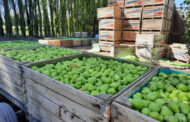 Balance de la Temporada de cosecha en Neuquén y Río Negro