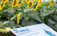 El girasol gana protagonismo con híbridos clásicos y nuevos que aportan sanidad y alto rendimiento