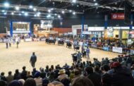 Más de 1.050 reproductores preinscriptos y 130 expositores ganaderos: la Expo Angus de Otoño 2026 se prepara para una nueva edición
