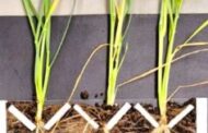 Trigo: hasta 25% más de espigas y mayor índice de cosecha La incorporación de Azospirillum en el tratamiento de semillas muestra mejoras consistentes en el desarrollo radicular, el vigor de las plantas y un impacto directo en el índice de cosecha. Mientras el productor avanza con la cosecha de soja, comienza a definir el paquete tecnológico para la campaña de fina. En ese proceso, la elección de herramientas con resultados comprobados resulta clave para asegurar el retorno de la inversión. Dentro de estas decisiones, el tratamiento de semillas se posiciona como una práctica de bajo costo y alto impacto. De cara a la siembra, los perfiles de suelo presentan buena disponibilidad hídrica, por lo que lograr un adecuado establecimiento del cultivo será determinante. En este punto, el tratamiento de semillas constituye la primera intervención del productor y una instancia donde puede no solo sumar rendimiento, sino también apuntar a un mayor desarrollo radicular —clave para la absorción de agua y nutrientes— y posteriormente al aporte de materia orgánica del suelo. La diferencia radica en la incorporación de Azospirillum, una bacteria promotora del crecimiento, con efecto comprobado tanto en la extensión como en la densidad de la biomasa radicular.  En este contexto, Nitragin Wave se posiciona como una tecnología con validación a campo y comportamiento consistente en distintos ambientes. Ensayos realizados muestran incrementos de hasta un 25% en la cantidad de espigas, mejoras en el desarrollo de puntos de crecimiento radicular (entre 5% a 13%) y un aumento del 12% en la biomasa de raíces, lo que se traduce en una mayor capacidad de exploración del suelo y un mejor aprovechamiento de agua y nutrientes. A nivel fisiológico, su aplicación se asocia a mayor vigor de plantas, mejor sanidad, incremento en la tasa de crecimiento y un sistema radicular más desarrollado, variables que impactan directamente en la construcción del rendimiento. Ensayos comparativos evidencian un índice de cosecha del 30% en tratamientos con Nitragin Wave frente a 23% en testigos, indicando una mejor partición de biomasa hacia el grano. Diego Contreras, Gerente de Producto de UPL resalta: “Esta campaña con márgenes apretados, pero con buenas condiciones ambientales, es donde las tecnologías como Nitragin Wave  marcan la diferencia en el resultado. El tratamiento con un costo de 25 kilos de trigo ofrece un retorno de 200 kilos adicionales, con incidencia directa en la rentabilidad”.  Novonesis y UPL son aliados estratégicos y tienen un acuerdo comercial para la distribución de los productos de la marca Novonesis en el segmento vegetal