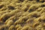 Trigo: hasta 25% más de espigas y mayor índice de cosecha La incorporación de Azospirillum en el tratamiento de semillas muestra mejoras consistentes en el desarrollo radicular, el vigor de las plantas y un impacto directo en el índice de cosecha. Mientras el productor avanza con la cosecha de soja, comienza a definir el paquete tecnológico para la campaña de fina. En ese proceso, la elección de herramientas con resultados comprobados resulta clave para asegurar el retorno de la inversión. Dentro de estas decisiones, el tratamiento de semillas se posiciona como una práctica de bajo costo y alto impacto. De cara a la siembra, los perfiles de suelo presentan buena disponibilidad hídrica, por lo que lograr un adecuado establecimiento del cultivo será determinante. En este punto, el tratamiento de semillas constituye la primera intervención del productor y una instancia donde puede no solo sumar rendimiento, sino también apuntar a un mayor desarrollo radicular —clave para la absorción de agua y nutrientes— y posteriormente al aporte de materia orgánica del suelo. La diferencia radica en la incorporación de Azospirillum, una bacteria promotora del crecimiento, con efecto comprobado tanto en la extensión como en la densidad de la biomasa radicular.  En este contexto, Nitragin Wave se posiciona como una tecnología con validación a campo y comportamiento consistente en distintos ambientes. Ensayos realizados muestran incrementos de hasta un 25% en la cantidad de espigas, mejoras en el desarrollo de puntos de crecimiento radicular (entre 5% a 13%) y un aumento del 12% en la biomasa de raíces, lo que se traduce en una mayor capacidad de exploración del suelo y un mejor aprovechamiento de agua y nutrientes. A nivel fisiológico, su aplicación se asocia a mayor vigor de plantas, mejor sanidad, incremento en la tasa de crecimiento y un sistema radicular más desarrollado, variables que impactan directamente en la construcción del rendimiento. Ensayos comparativos evidencian un índice de cosecha del 30% en tratamientos con Nitragin Wave frente a 23% en testigos, indicando una mejor partición de biomasa hacia el grano. Diego Contreras, Gerente de Producto de UPL resalta: “Esta campaña con márgenes apretados, pero con buenas condiciones ambientales, es donde las tecnologías como Nitragin Wave  marcan la diferencia en el resultado. El tratamiento con un costo de 25 kilos de trigo ofrece un retorno de 200 kilos adicionales, con incidencia directa en la rentabilidad”.  Novonesis y UPL son aliados estratégicos y tienen un acuerdo comercial para la distribución de los productos de la marca Novonesis en el segmento vegetal