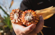 Agronomía, la base para tomar decisiones integrales en maíz