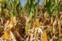 Presentamos Vylor: la escisión de Corteva que impulsará aún más la agricultura