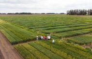 Trigo en agenda: genética y adaptación, ejes del nuevo escenario del cultivo