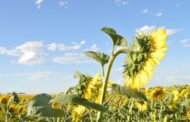 En el sur bonaerense, el girasol resistió el combo climático y sostuvo rindes de 3.400 kg/ha