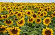 PURO GIRASOL 2026: el crecimiento del cultivo impulsa una nueva edición del congreso que busca marcar agenda